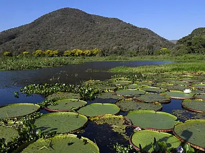 Pantanal é destaque em campanha global inédita com a National Geographic