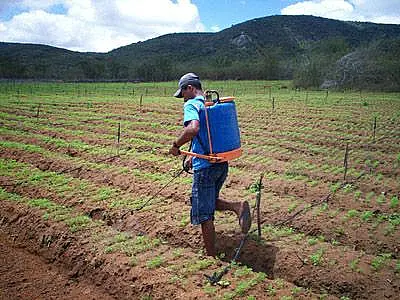 MPT processa União para cancelar registro de agrotóxicos com atrazina