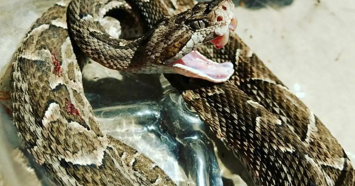 Trabalhador rural é picado por cobra Boca de Sapo na Nhecolândia