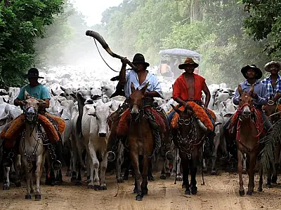 Governo prepara ações para levar carne pantaneira sustentável de MS a novos mercados