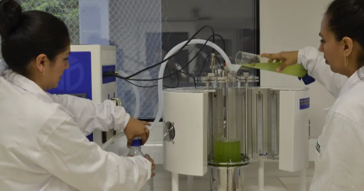 Pesquisadores do ISI Biomassa têm novo projeto aprovado no MS Carbono Neutro