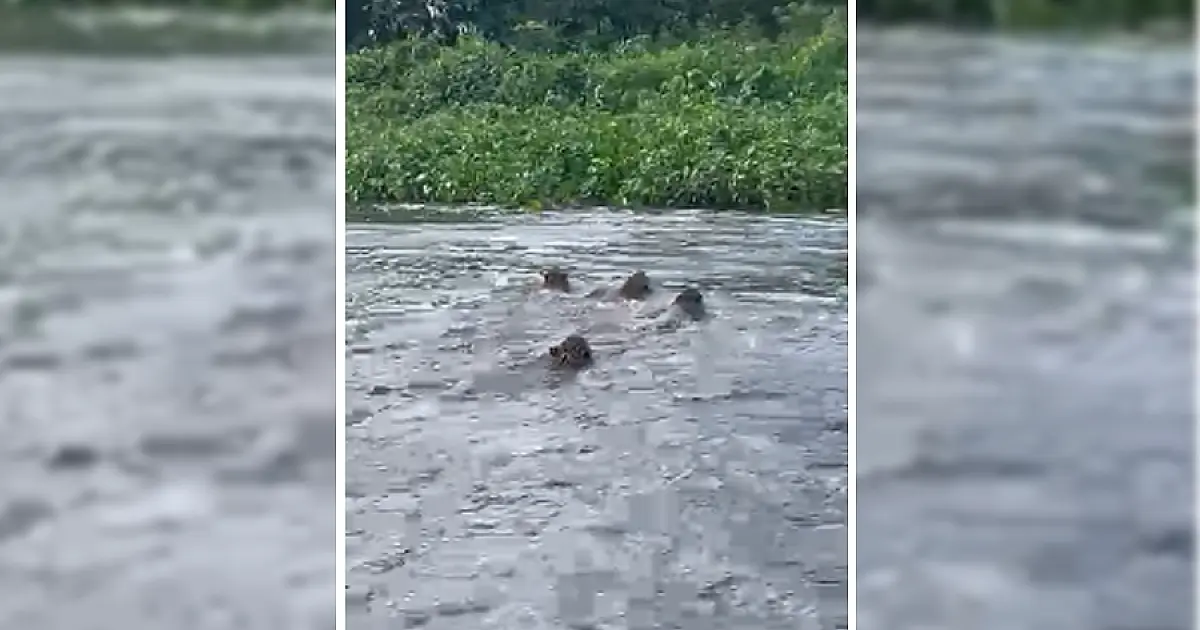 Imagem das quatro onças-pintadas atravessando o rio Paraguai impressiona
