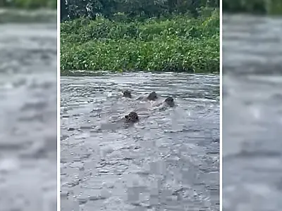 Imagem das quatro onças-pintadas atravessando o rio Paraguai impressiona