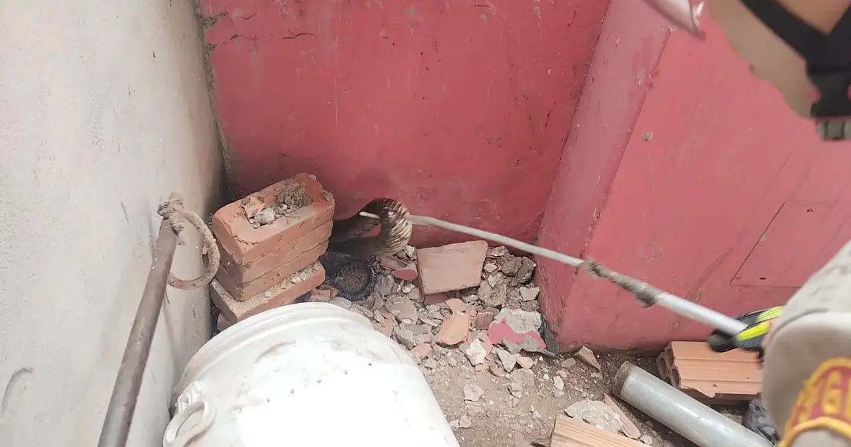 Bombeiros capturam duas serpentes nas últimas 24 horas