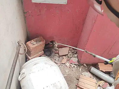 Bombeiros capturam duas serpentes nas últimas 24 horas