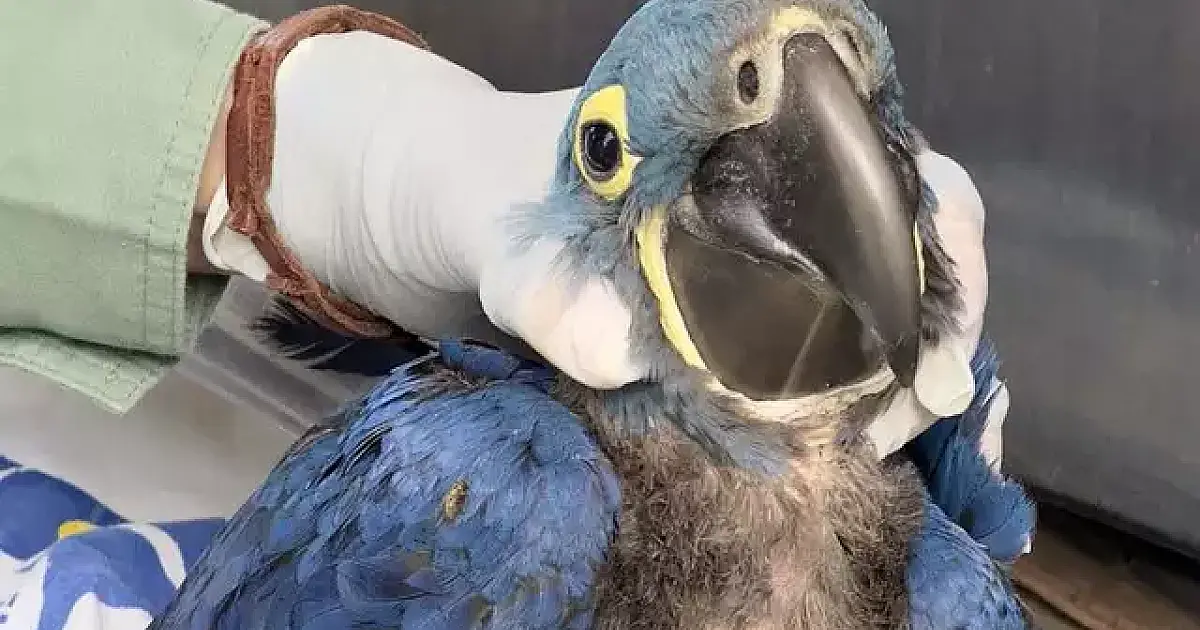 Primeira arara-azul nascida após incêndios está pronta para bater asas