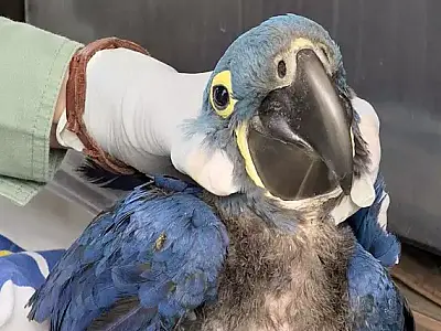 Primeira arara-azul nascida após incêndios está pronta para bater asas