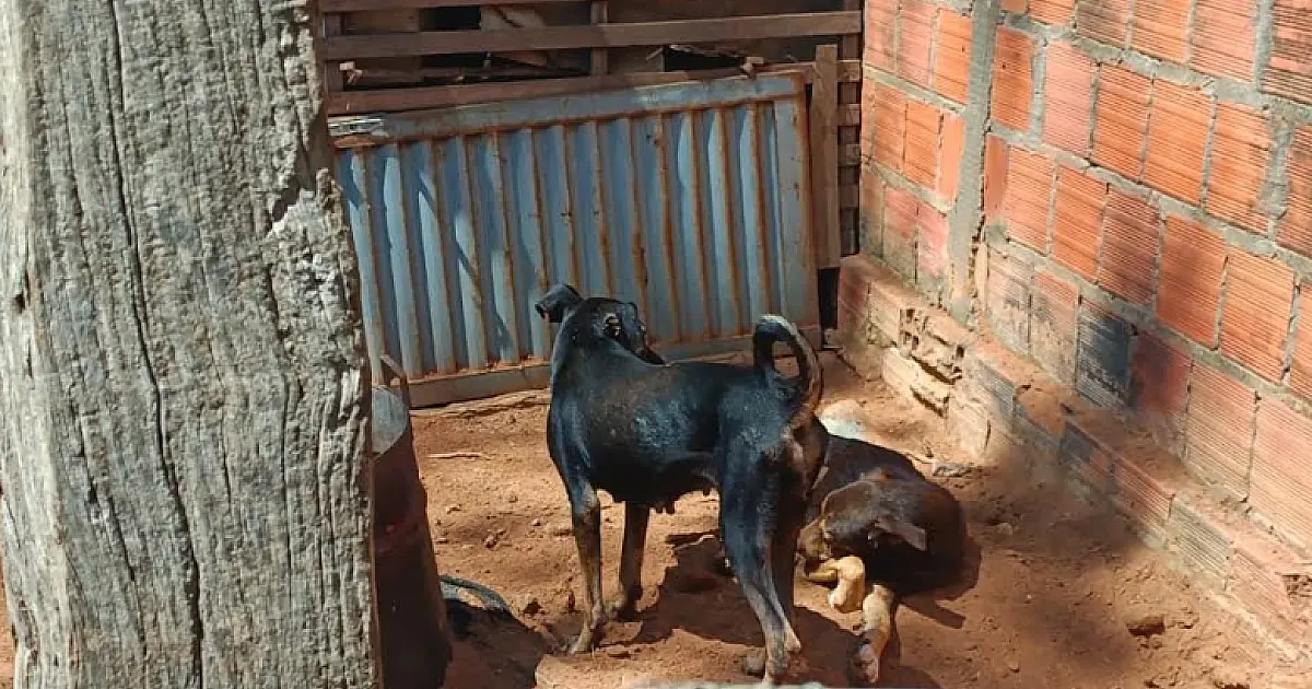 PMA resgata cinco cães vítimas de maus-tratos; um já estava em óbito
