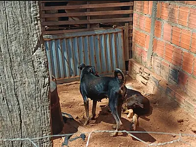 PMA resgata cinco cães vítimas de maus-tratos; um já estava em óbito