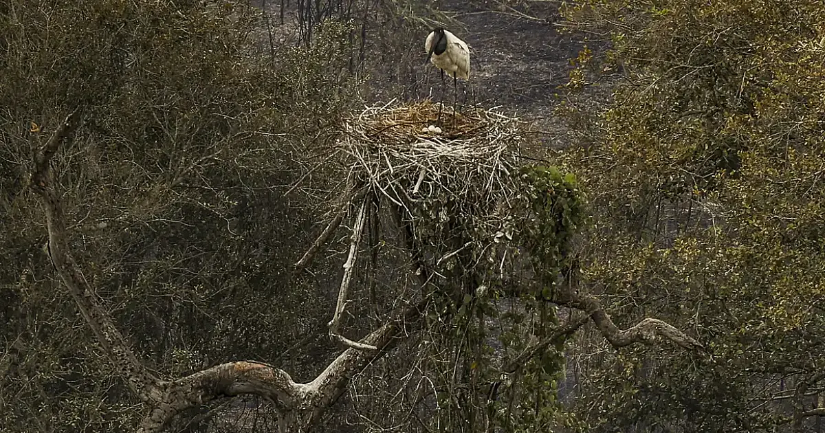 Biólogos tentam salvar fauna ameaçada pelo fogo no Pantanal