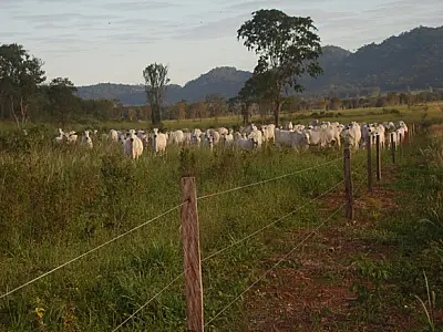 Parceria entre Pecuária e IHP busca reduzir perda de bezerros por predação de felinos