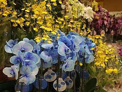 Procon de Corumbá encontra variação de até 70% nos presentes para o Dia das Mães