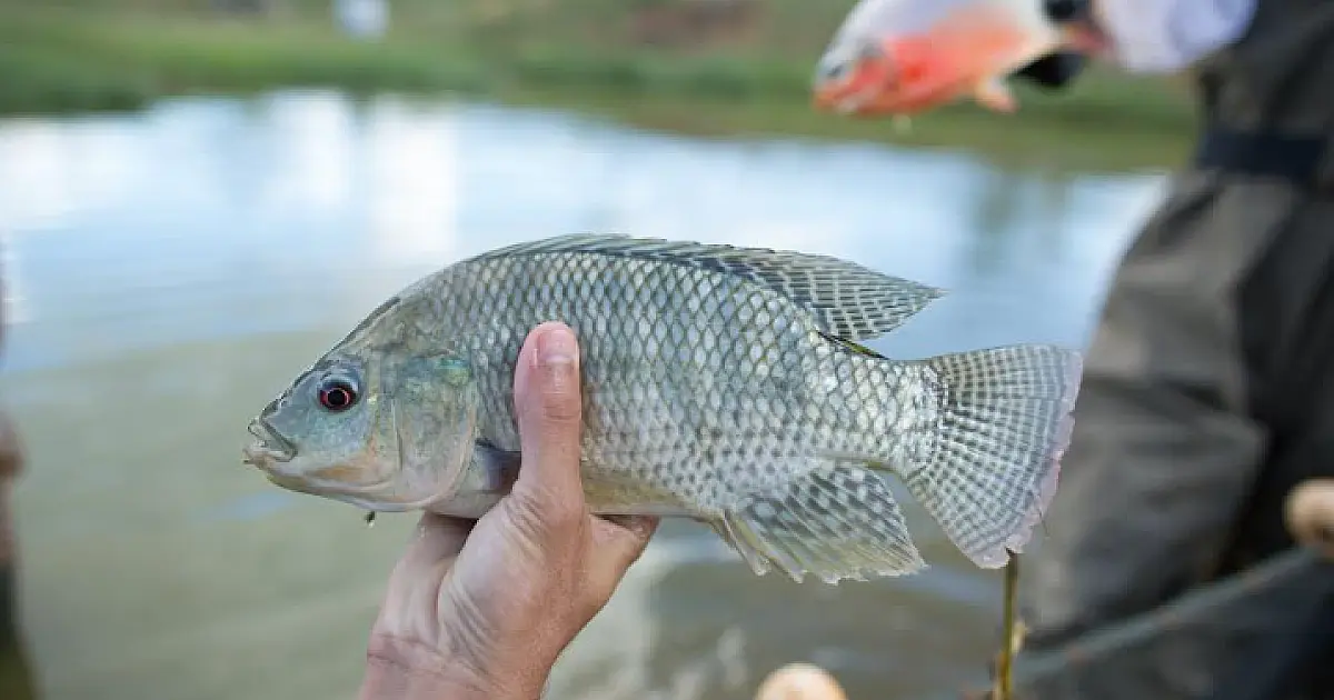 Semana do Pescado traz oficina de pesca esportiva para Campo Grande