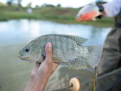 Semana do Pescado traz oficina de pesca esportiva para Campo Grande