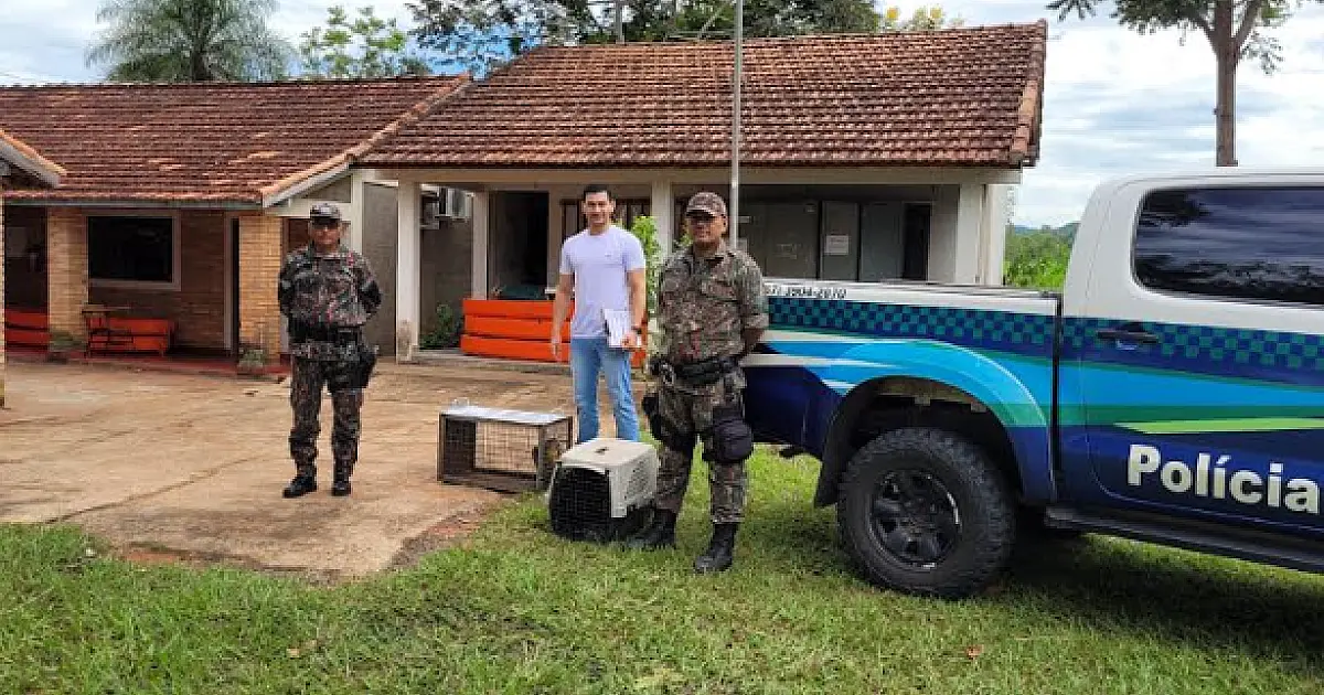 Parceria entre PMA, Agesul e UEMS assegura atendimento à animais resgatados em rodovias