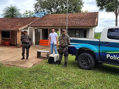 Parceria entre PMA, Agesul e UEMS assegura atendimento à animais resgatados em rodovias