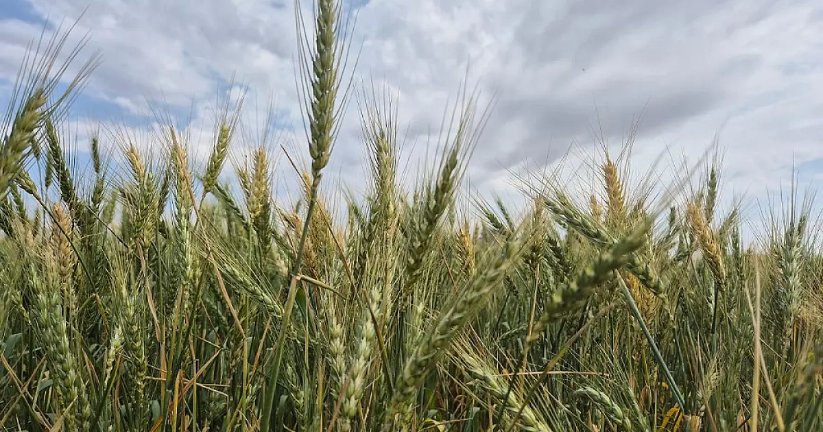 'Dia de Campo' incentiva expansão da cultura do trigo em Mato Grosso do Sul