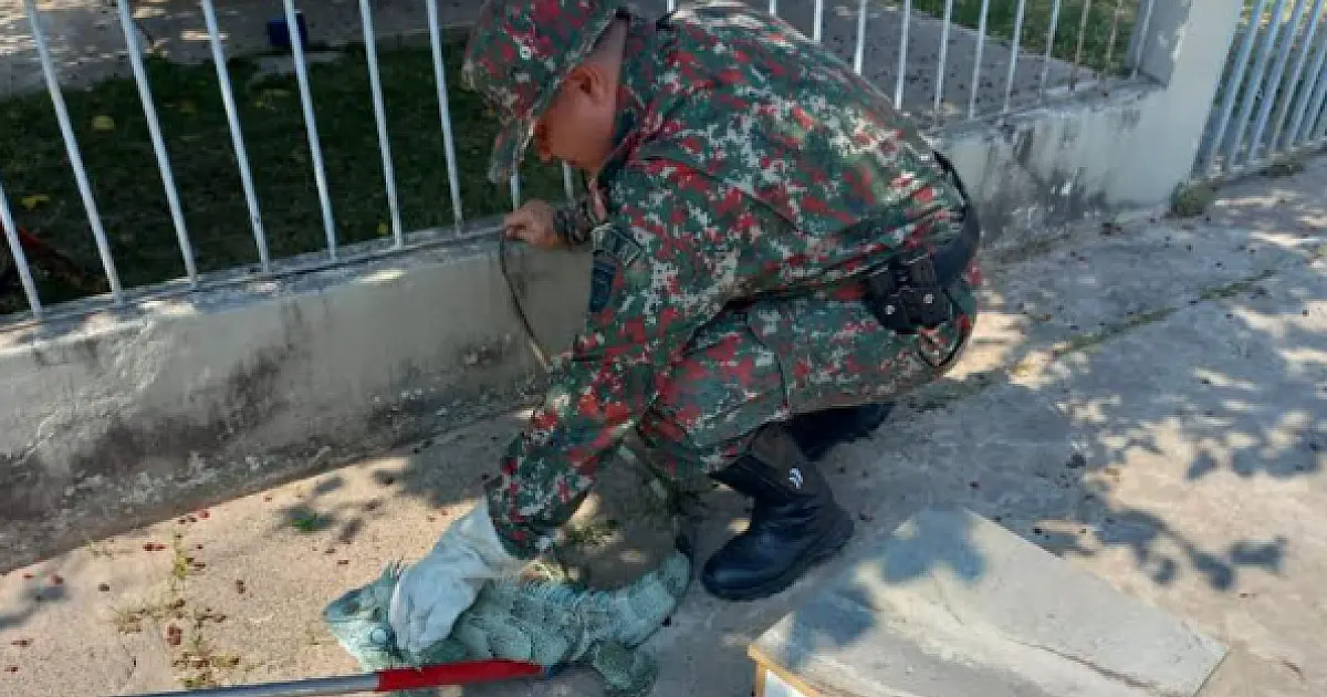 PMA captura iguana em residência no centro de Porto Murtinho