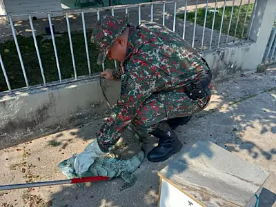 PMA captura iguana em residência no centro de Porto Murtinho