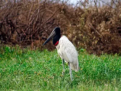 Tuiuiú é declarada ave símbolo do Pantanal Sul-Mato-Grossense