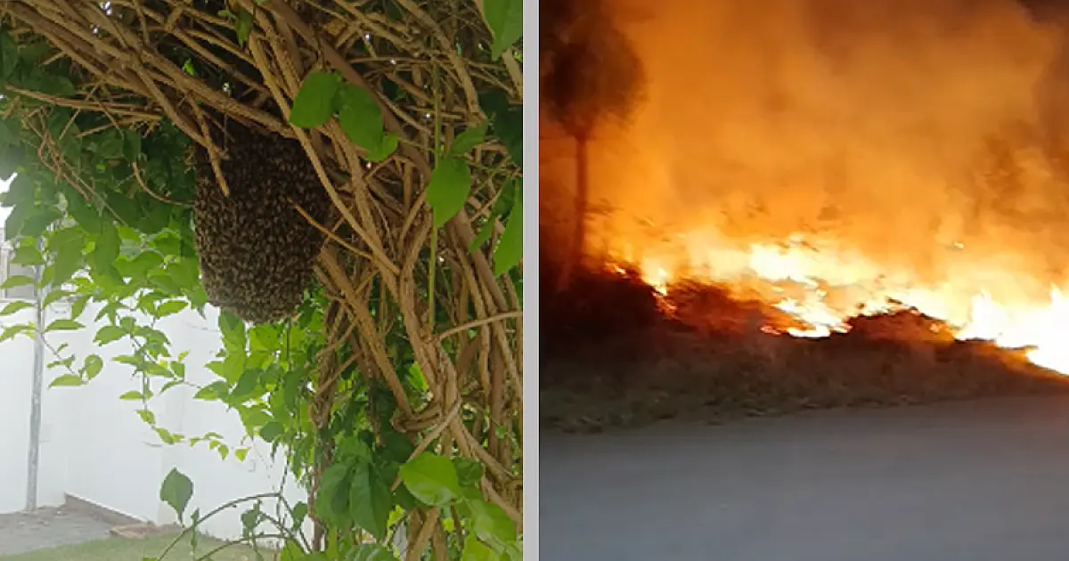 Plantão registra cinco enxames de abelhas e três incêndios em terrenos baldios
