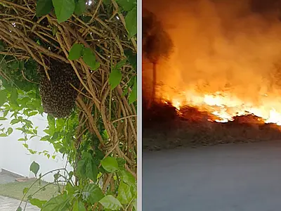 Plantão registra cinco enxames de abelhas e três incêndios em terrenos baldios