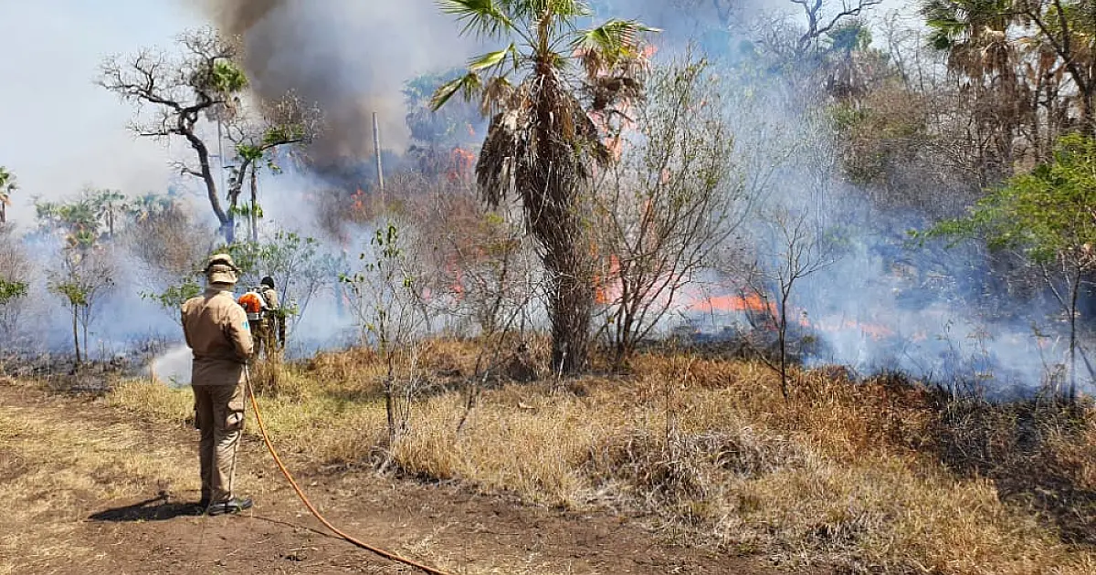 Em 2022, área incendiada reduziu cerca de 5 vezes em MS