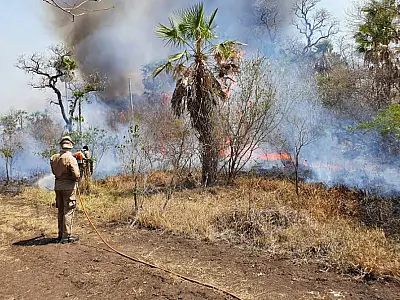 Em 2022, área incendiada reduziu cerca de 5 vezes em MS