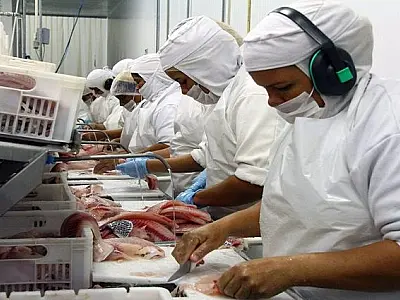 Plano quer elevar em quase 50% a produção de peixes de cultivo em MS