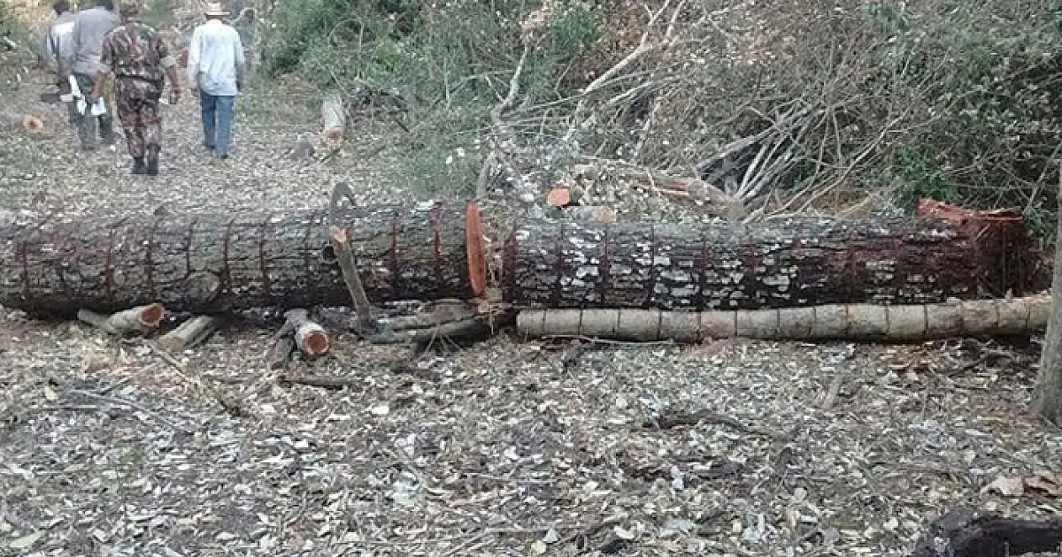Assentados são autuados em R$ 2,5 mil por exploração e corte ilegal de madeira