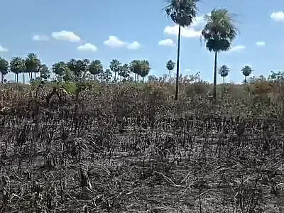 Incêndio consumiu 2.800 hectares em fazenda no Pantanal