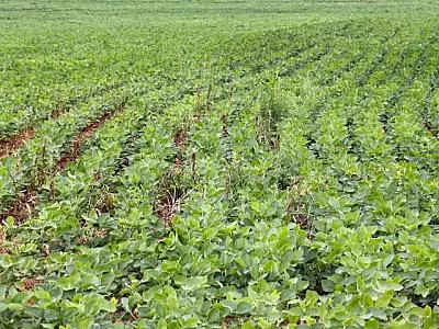 Prazo para registrar área plantada com soja em MS termina dia 10