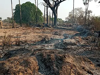 Incêndios continuam e Corumbá não tem motivo para celebrar o dia da árvore