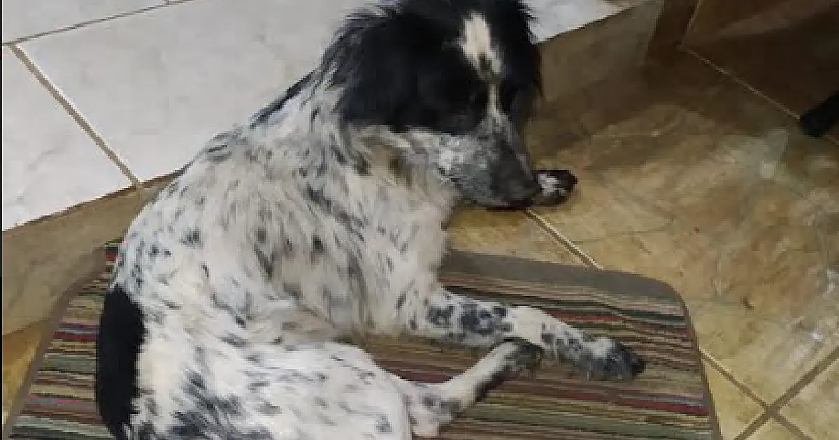Homem é preso e multado em R$ 2 mil por espancar cachorro