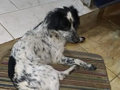 Homem é preso e multado em R$ 2 mil por espancar cachorro