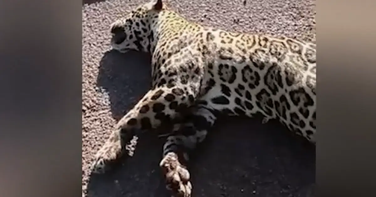 Onça-pintada morre atropelada na rodovia BR 262