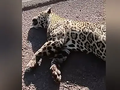 Onça-pintada morre atropelada na rodovia BR 262