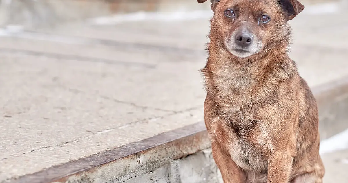 Campanha Dezembro Verde de combate ao abandono animal é apresentada na Câmara