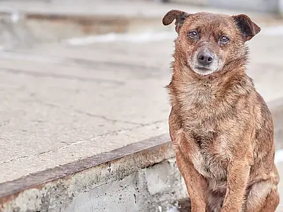 Campanha Dezembro Verde de combate ao abandono animal é apresentada na Câmara
