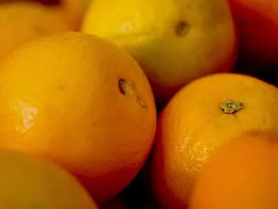 Iagro alerta sobre perigo na compra de mudas irregulares em função da doença greening