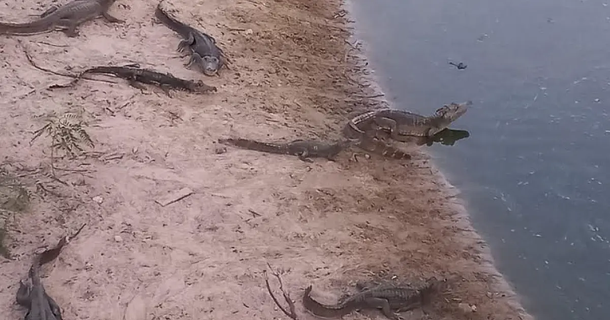 Operação conjunta alimenta jacarés que sofrem com estiagem e escassez de alimento no Pantanal