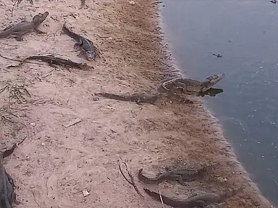 Operação conjunta alimenta jacarés que sofrem com estiagem e escassez de alimento no Pantanal