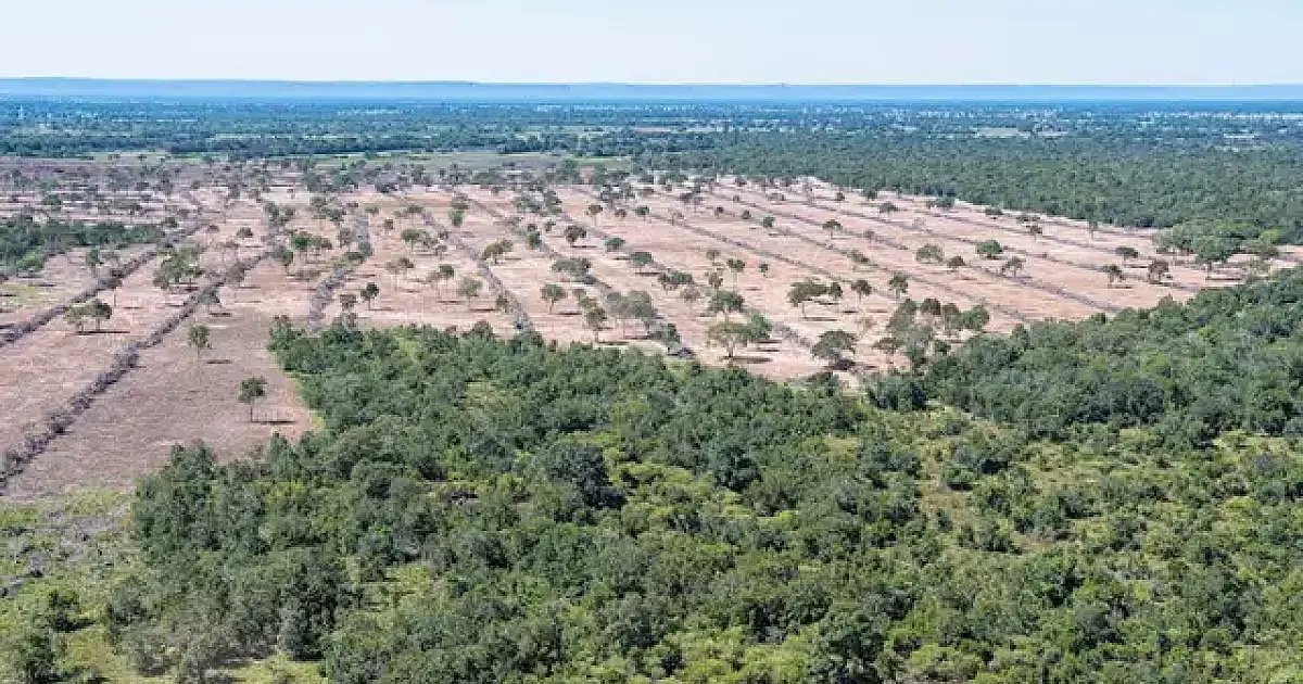 Lei do Pantanal prevê embargo de fazenda que desmatar em MS