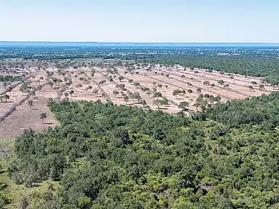 Lei do Pantanal prevê embargo de fazenda que desmatar em MS