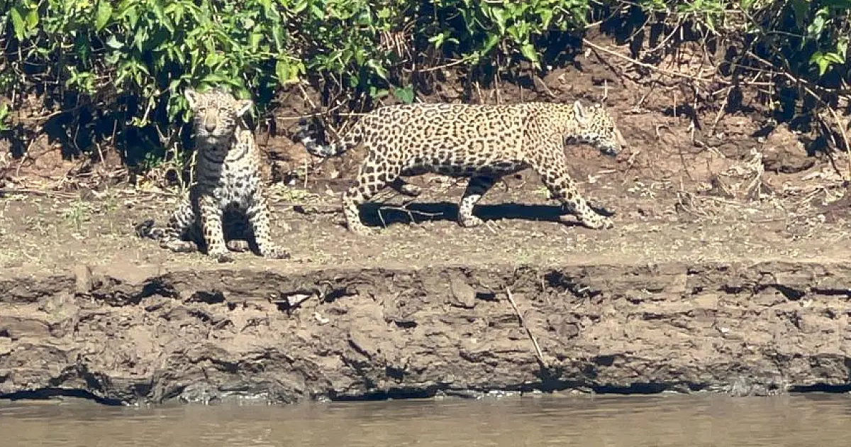 IHP alerta que é preciso agir para que sumiço de onça no Pantanal não fique sem respostas