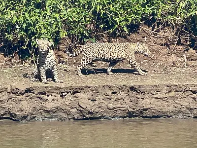 IHP alerta que é preciso agir para que sumiço de onça no Pantanal não fique sem respostas