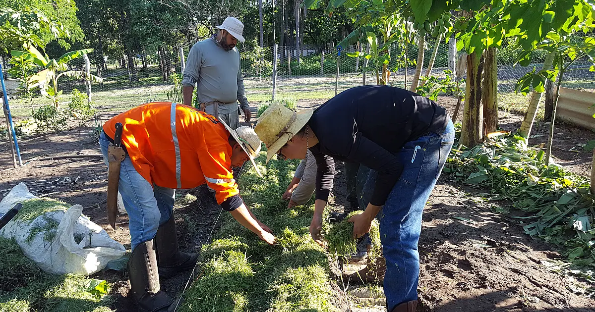 Comunidades remotas do Alto Pantanal promovem inovação com sistema agroflorestal