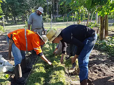 Comunidades remotas do Alto Pantanal promovem inovação com sistema agroflorestal