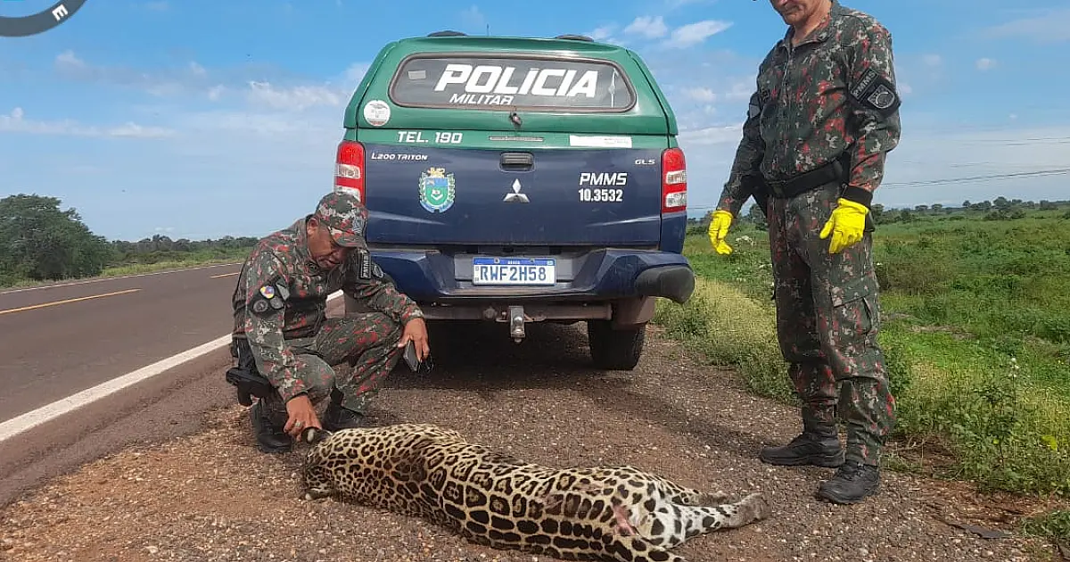 Atropelamento de onça na BR 262 intensifica a cobrança por medidas de proteção à fauna