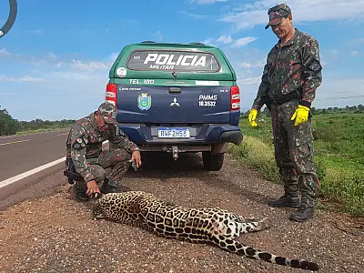 MPMS lançará mapa de monitoramento de atropelamentos de animais silvestres na COP15